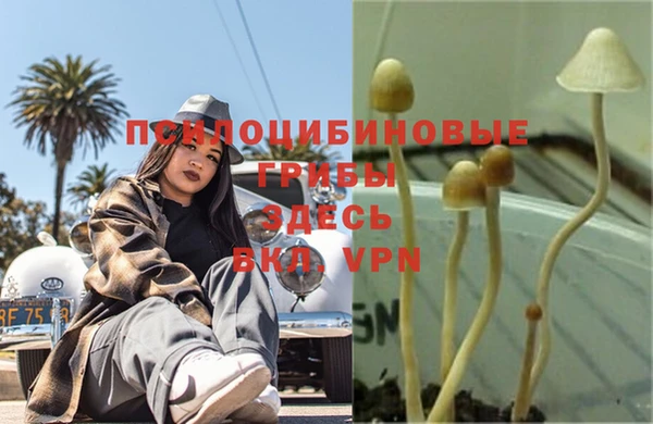 PSILOCYBIN Михайлов